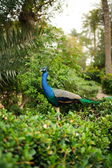 Obraz premium Vibrant peacock standing on grass surrounded by trees