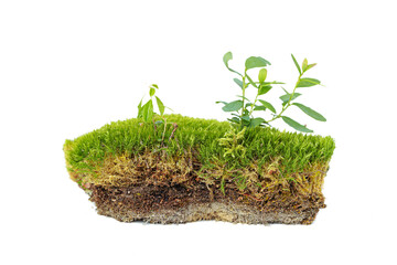 Green forest natural moss with lingonberry sprout isolated on white.