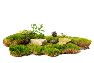 Green forest natural moss with stones, cones and lingonberry sprout. Isolated on white.