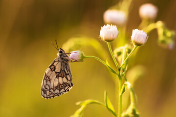 Motyl szachownica polowiec na łące, tło natury.  © Elżbieta Kaps