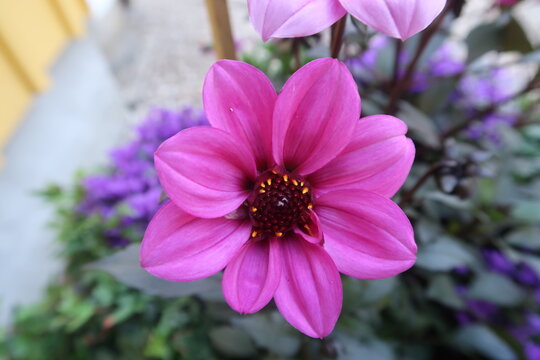 close up of a pink flower