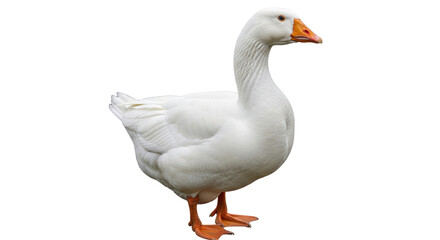 Isolated White Goose