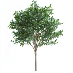 Obraz premium Majestic Tree with Lush Green Leaves Standing Tall in Bright Light