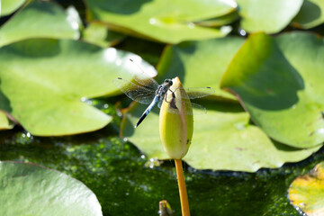 Male large white-tailed skimmer perched on a Lotus bud in summer. Its scientific name is Orthetrum triangulare melania.