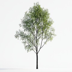 Obraz premium Tall and Thin Tree with Long Crown and Slim Trunk