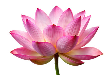 Pink Lotus Flower Blossom Detailed Closeup View Delicate Petals Soft Light Pale Pink and Yellow Hues A I G E N E R A T E D - P N G isolated on a transparent background