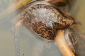 Details of a newborn snail on a green leaf.