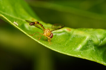 Hoverfly resting on natural branch