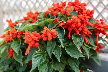 Red Salvia Splendens, flower pot plants in outdoor pot