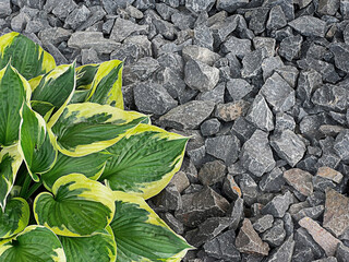 A close-up of a green and yellow hosta plant beside dark gray gravel. The plant has broad leaves...