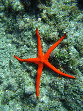 Red-orange starfish, Lanzarote