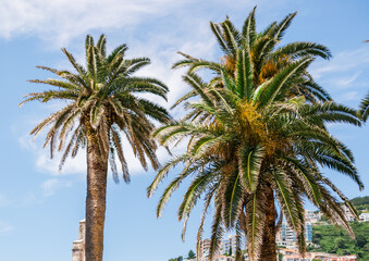 Palm trees in the old town square on a sunny day. Travel, summer holidays, and scenic coastal architecture. Montenegro, Budva