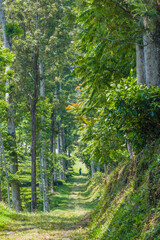 people walking on a path in the forest