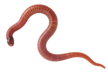 Earthworm isolated on white background