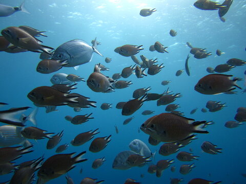 School of fish, Lanzarote