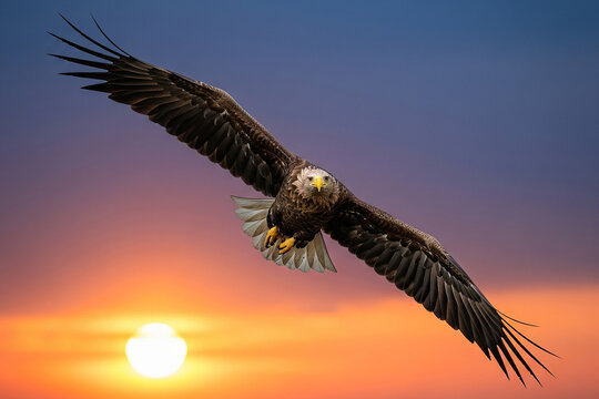 Eagle Soaring into the Sunset.