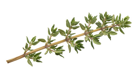 Isolated Sprig of Thyme