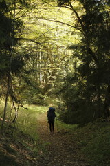 walking in the woods