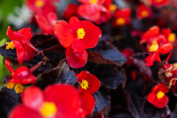Close up of blooming begonia cucullata or wax begonia