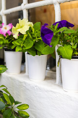 Colorful petunias in plastic pots on window ledge. Urban gardening, casual floral decor, and summer color pop.