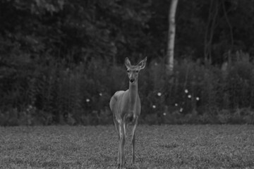 La Plaine 22 Juin 2025 - N&B
