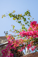 Blooming bougainvillea spills over a stone balcony under a clear sky. Summer travel, Mediterranean flora, and architectural serenity in historic towns.