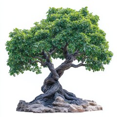 Impressive Twisted Trunk Tree with Vibrant Green Foliage