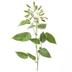 Soybean Plant with Green Pods on Isolated Background Displaying Growth