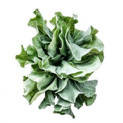 Fresh Lush Leafy Lettuce Plant Isolated on White Background