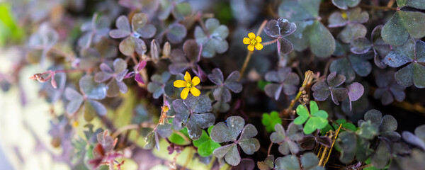 Close-up of tiny yellow wildflowers blooming among dark clover leaves, banner with copy space....