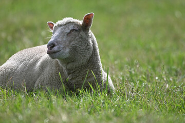 lamb in the grass