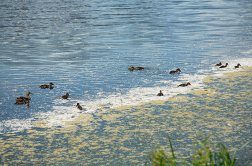 A duck with ducklings swims in a pond with poplar fluff. Verkhoturye, June 2025.