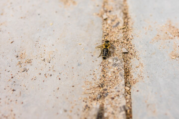 Close-up of a bee resting on textured stone surface. Environmental fragility, insect life, and ecological awareness.
