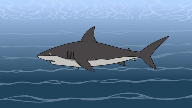 Shark Swimming In The Sea