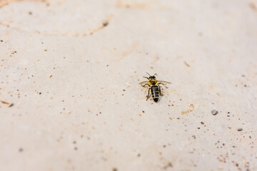 Close-up of a bee resting on textured stone surface. Environmental fragility, insect life, and ecological awareness.