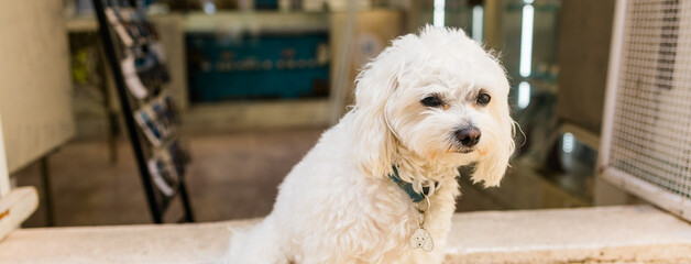 Fluffy white dog resting near shop entrance on warm stone floor, banner with copy space. Calm pet moment, cozy urban atmosphere, and friendly local charm.
