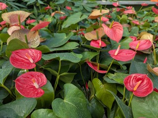 Red Anthurium flowers and leaves