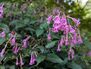 Bell-shaped, magenta flowers of Chinese rain bell plant (Strobilanthes cusia)
