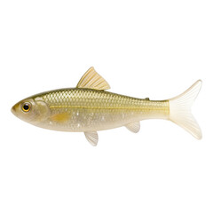 Obraz premium Single freshwater fish pale gold isolated on black aquatic single fish