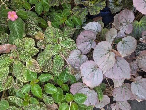 Pinkish silver begonia leaves on the right and hairy leaves of episcia on the left