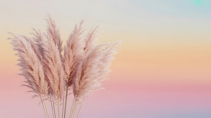 dry grass in the sunset