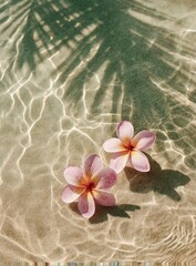 Fototapeta premium A photograph of two pink plumeria flowers lying on the sand, with ripples in white and beige colors. The background is a light green.