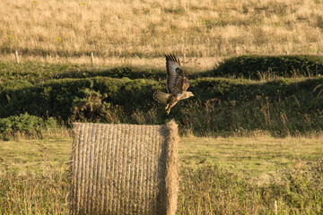 buzzard taking off from hay bale