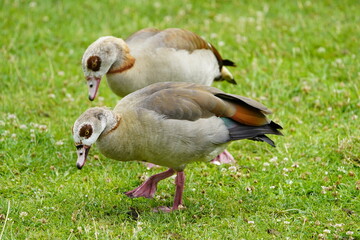 Obraz premium A pair of Egyptian goose (Alopochen aegyptiaca) Anatidae family. Hanover, Germany.