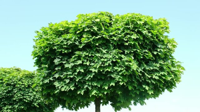 Der Kugelahorn Ahorn Baum ist  eine Zuchtform vom Spitzahorn und geh&ouml;rt zur  Familie der Seifenbaumgew&auml;chse Sapindaceae. 