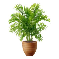 Obraz premium Lush Green Parlor Palm in Brown Pot Isolated Plant Palm Tree Houseplant