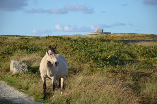 Lundy pony with Tibbetts, Lundy