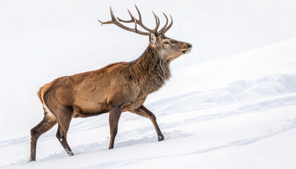 Obraz premium Majestic red deer stag walking in snowy winter landscape, serene scene
