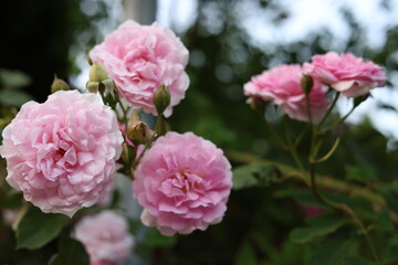 Pink peony  flowers blooming in the garden