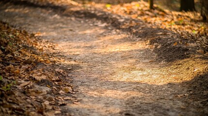 Fototapeta premium Serene Forest Pathway with Fall Leaves and Soft Sunlight Glow